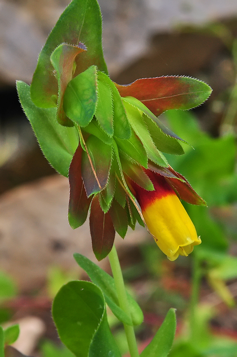 Cerinthe major