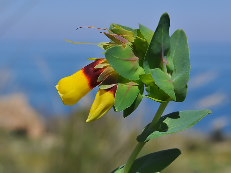 Cerinthe major