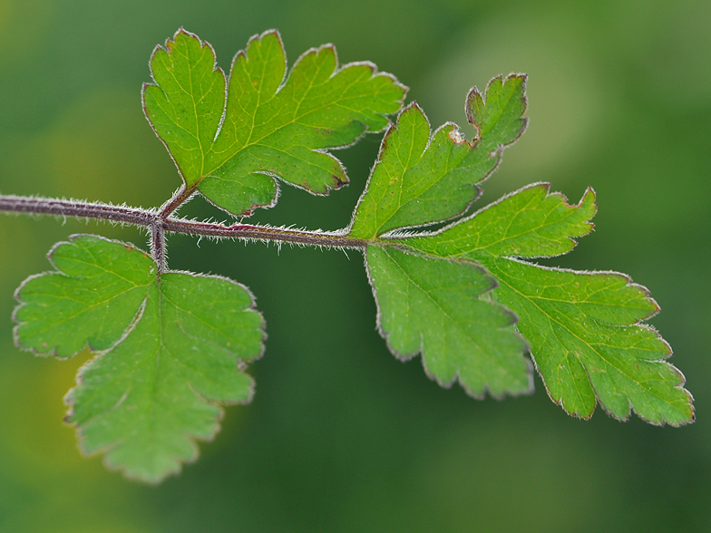 Chaerophyllum temulum