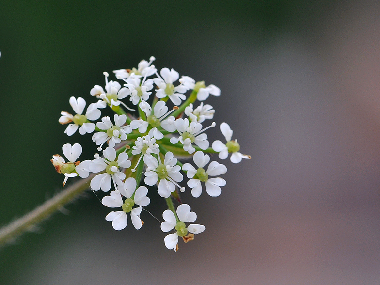 Chaerophyllum temulum