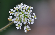 Chaerophyllum temulum