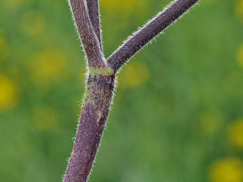 Chaerophyllum temulum