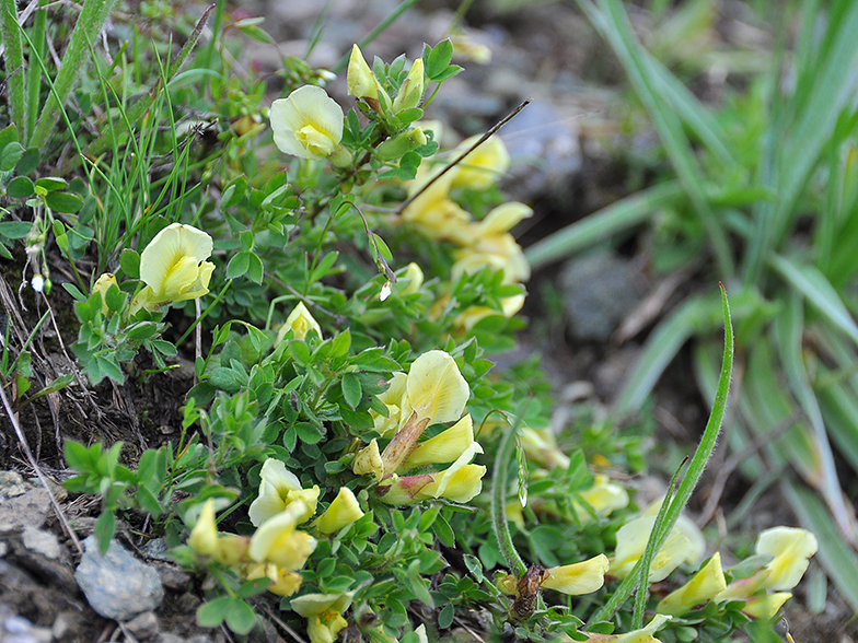 Chamaecytisus hirsutus ssp pumilus