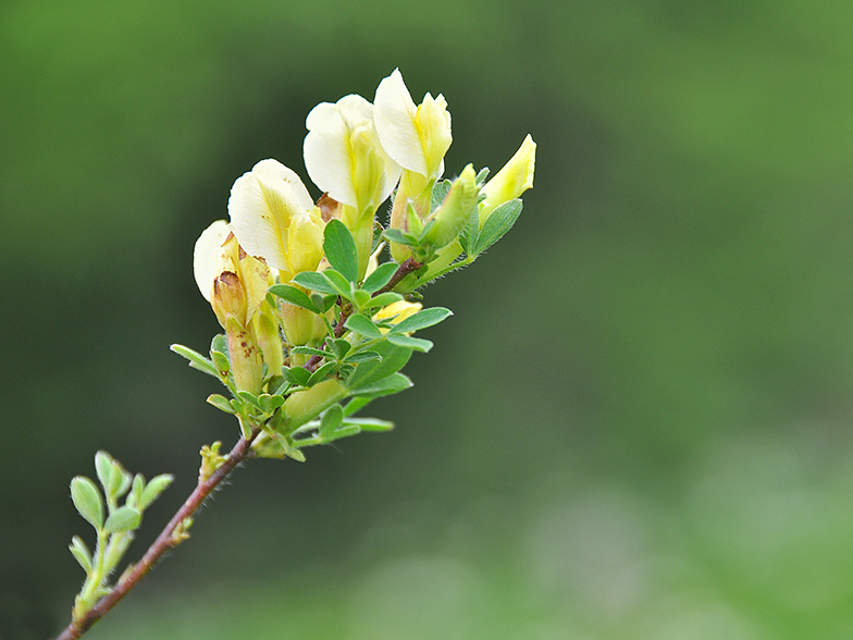 Chamaecytisus hirsutus ssp pumilus