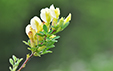 Chamaecytisus hirsutus ssp pumilus