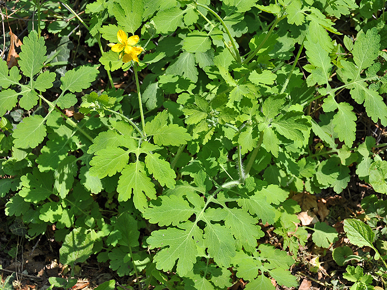 Chelidonium majus