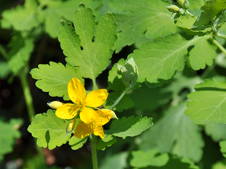 Chelidonium majus