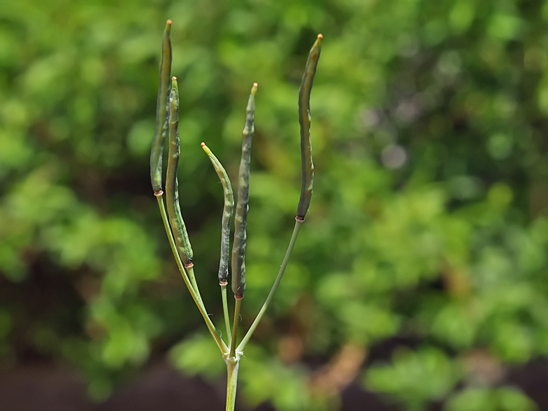 Chelidonium majus