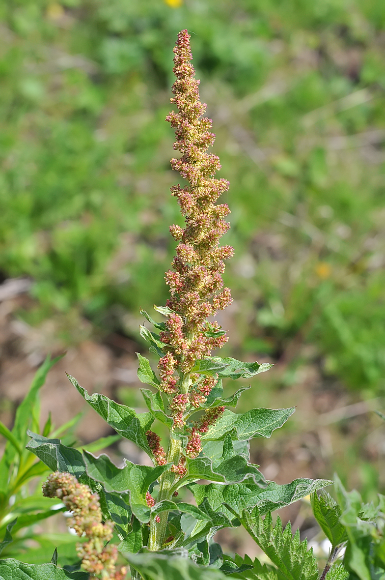 Chenopodium bonus henricus