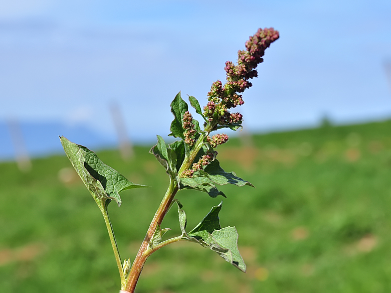 Chenopodium bonus henricus