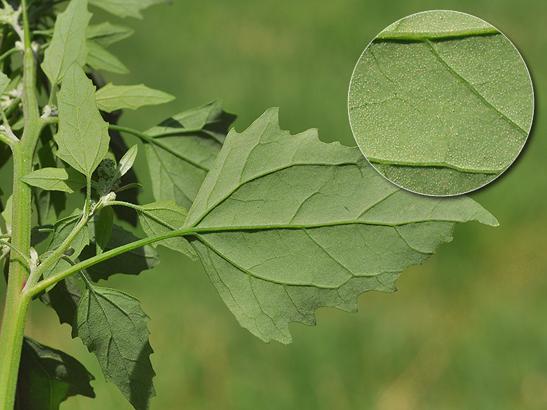 Chenopodium bonus-henricus