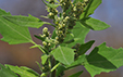 Chenopodium bonus henricus