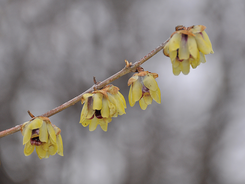 Chimonanthus praecox