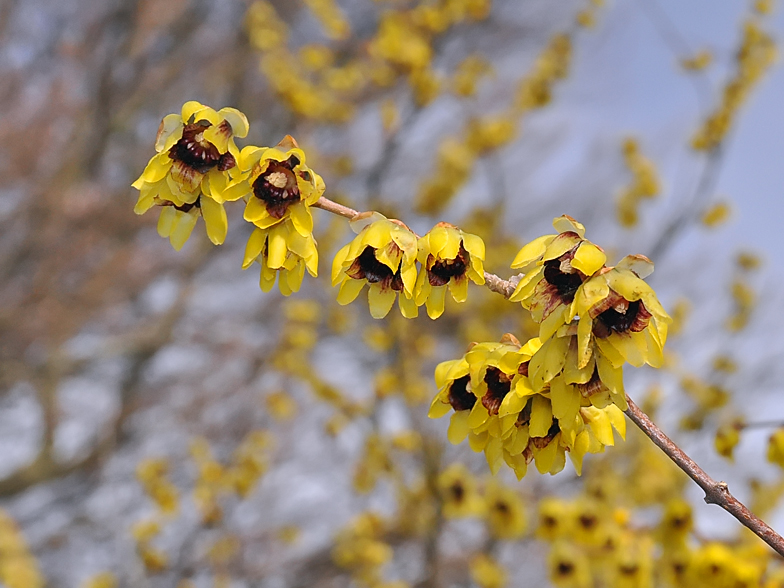 Chimonanthus praecox