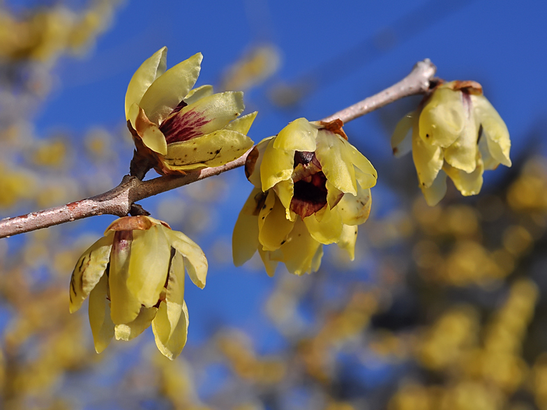 Chimonanthus praecox