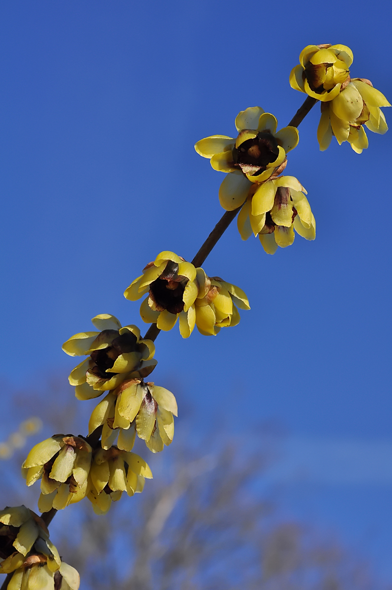 Chimonanthus praecox