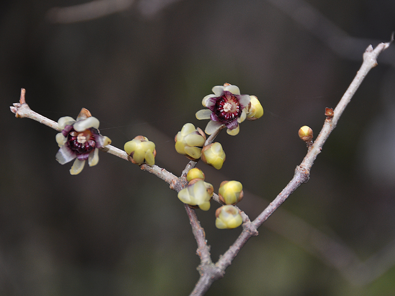 Chimonanthus praecox