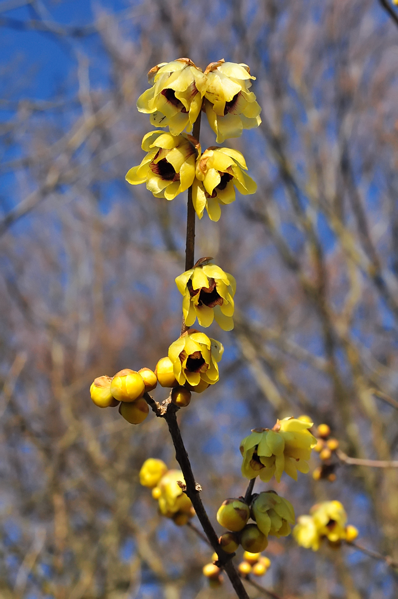 Chimonanthus praecox