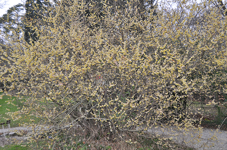 Chimonanthus praecox