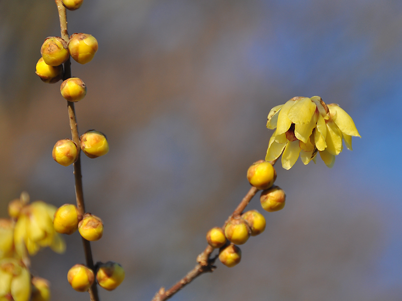 Chimonanthus praecox