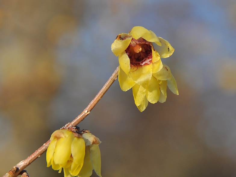 Chimonanthus praecox