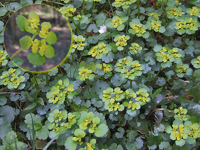 Chrysosplenium alternifolium