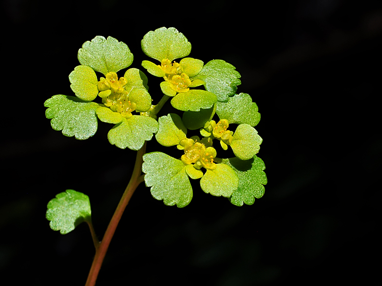 Chrysosplenium alternifolium