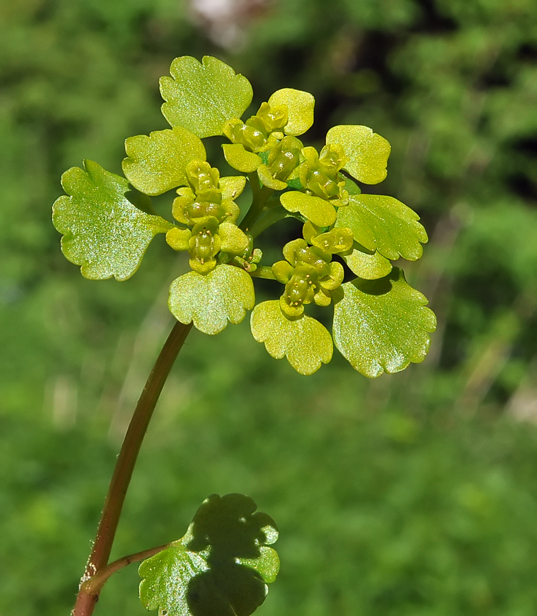 Chrysosplenium alternifolium