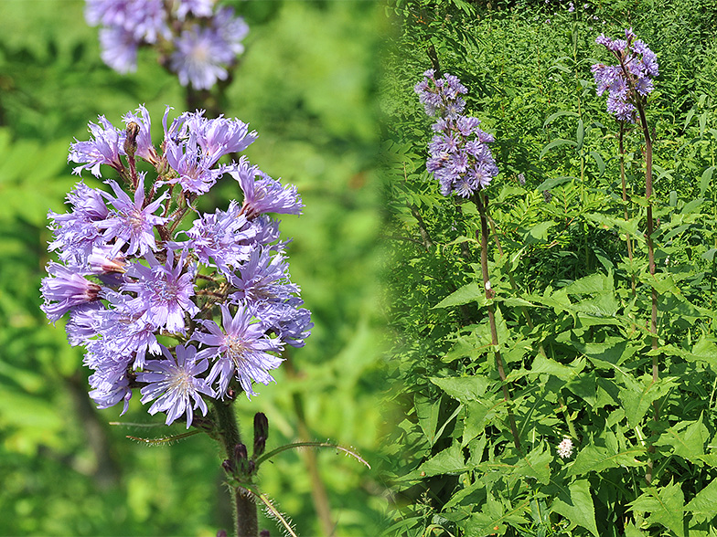 Cicerbita alpina