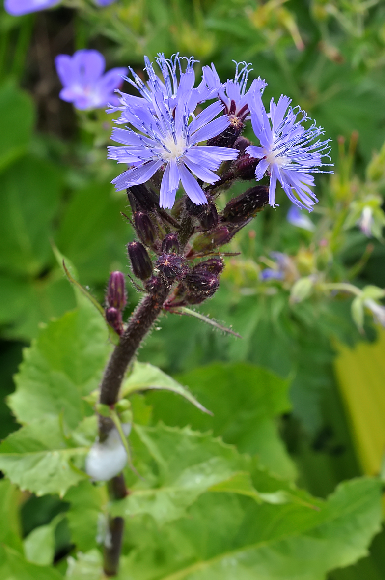 Cicerbita alpina