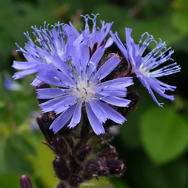 Cicerbita alpina