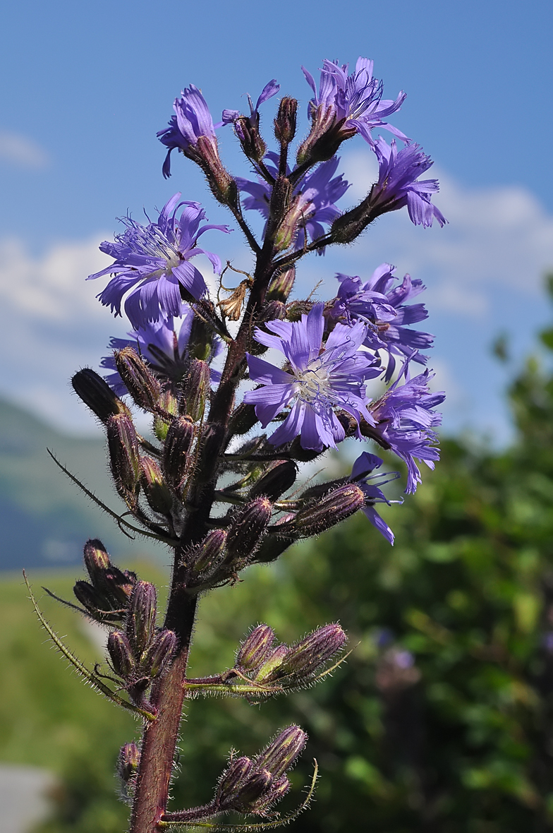 Cicerbita alpina