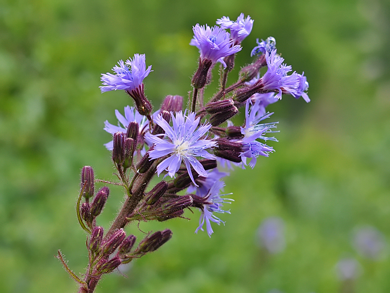 Cicerbita alpina