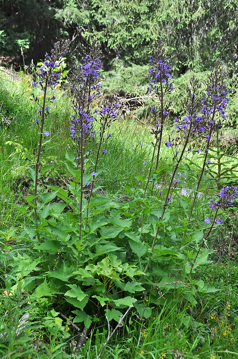 Cicerbita alpina