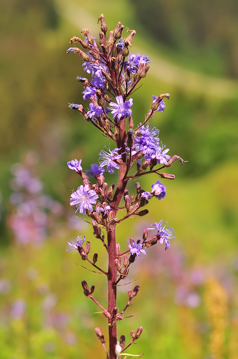 Cicerbita alpina