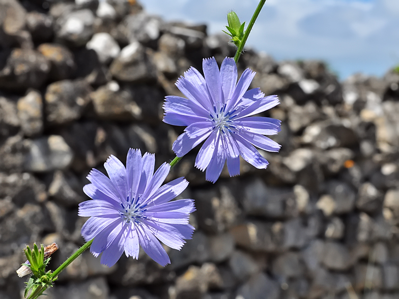 Cichorium intybus