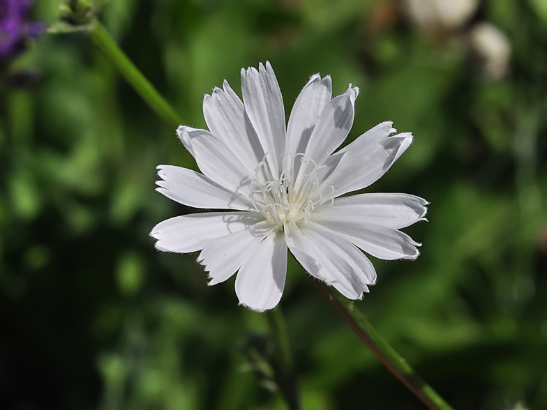 Cichorium intybus