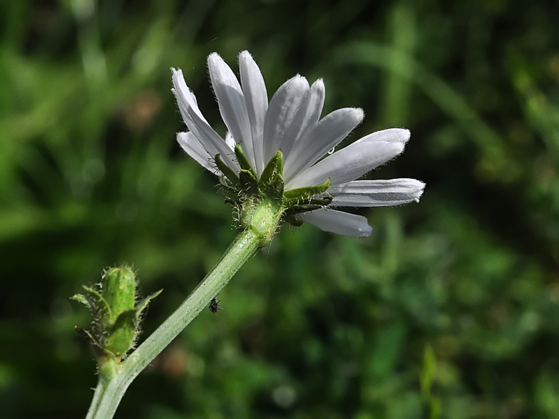 Cichorium intybus