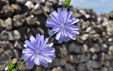 Cichorium intybus