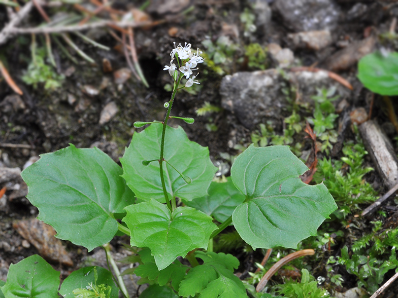 Circaea alpina