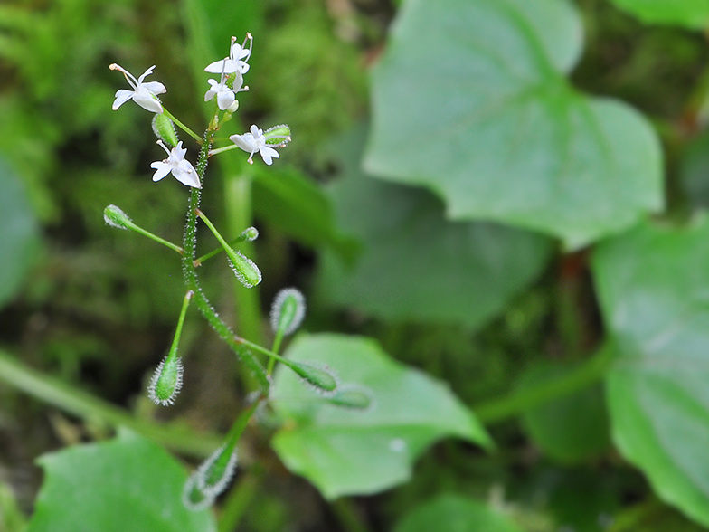 Circaea alpina