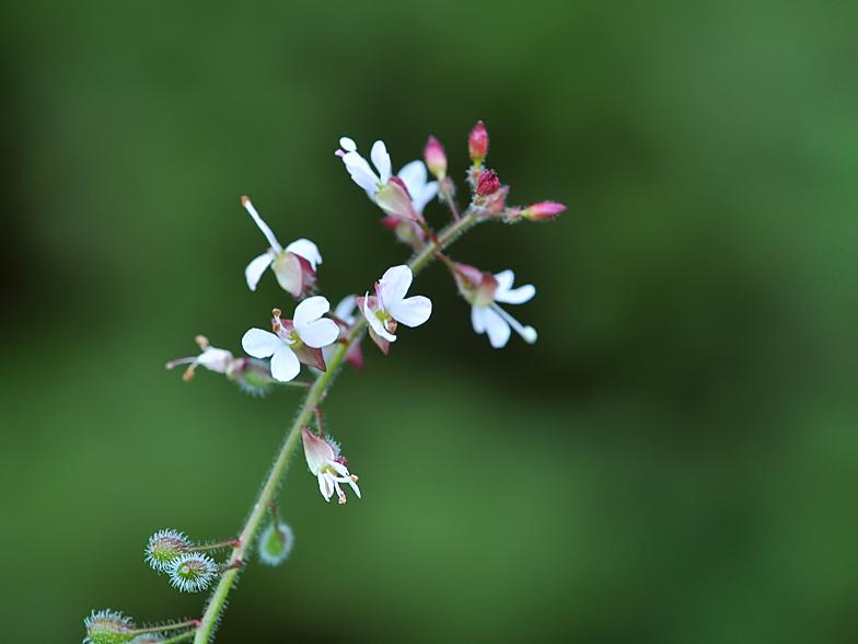 Circaea lutetiana