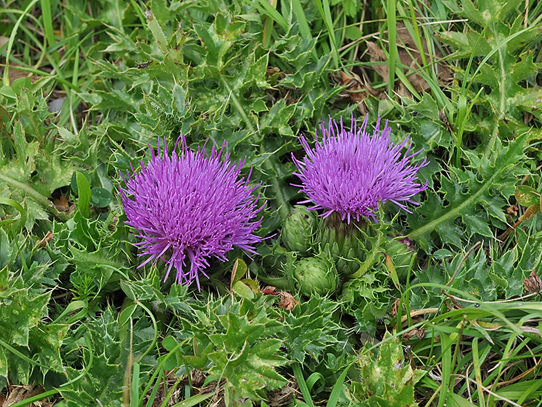 Cirsium acaule