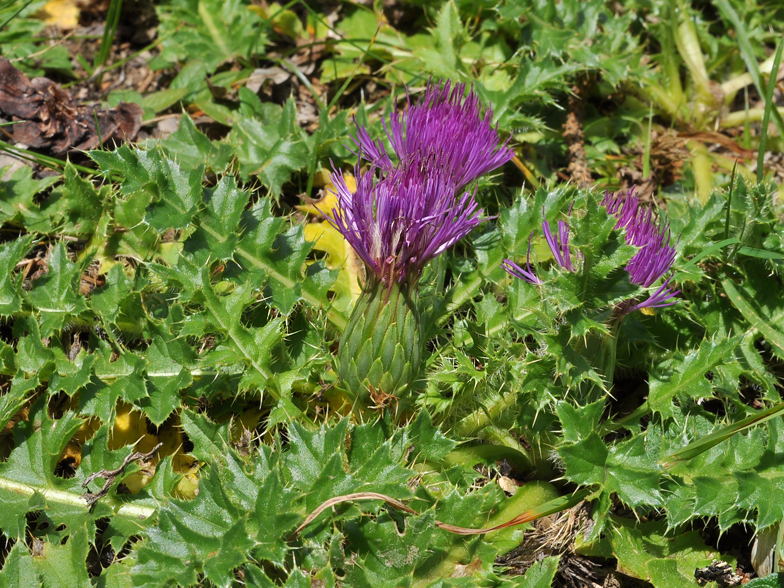 Cirsium acaule