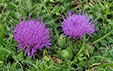 Cirsium acaule