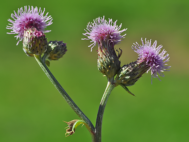 Cirsium arvense