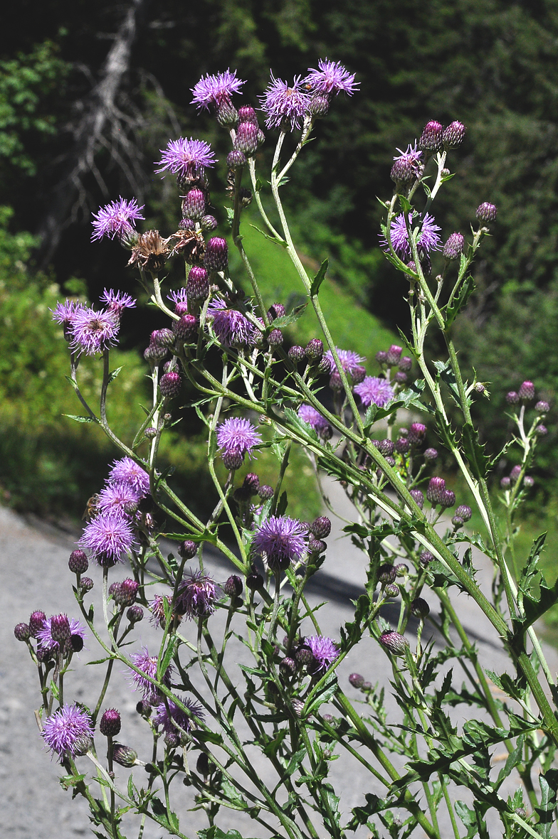 Cirsium arvense