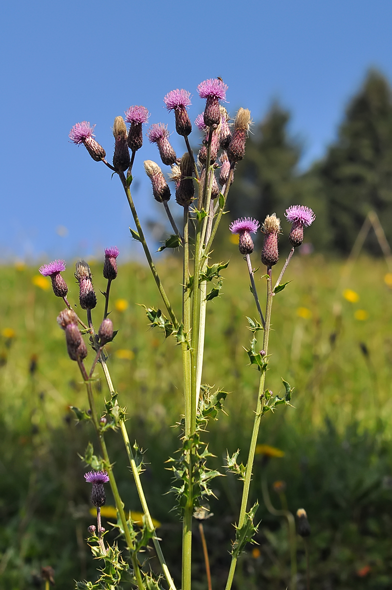 Cirsium arvense