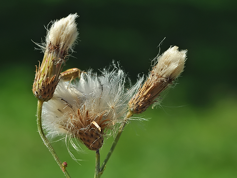 Cirsium arvense