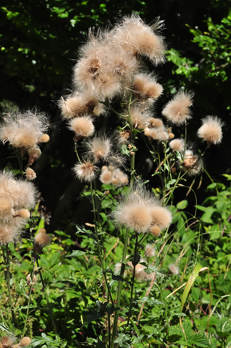 Cirsium arvense